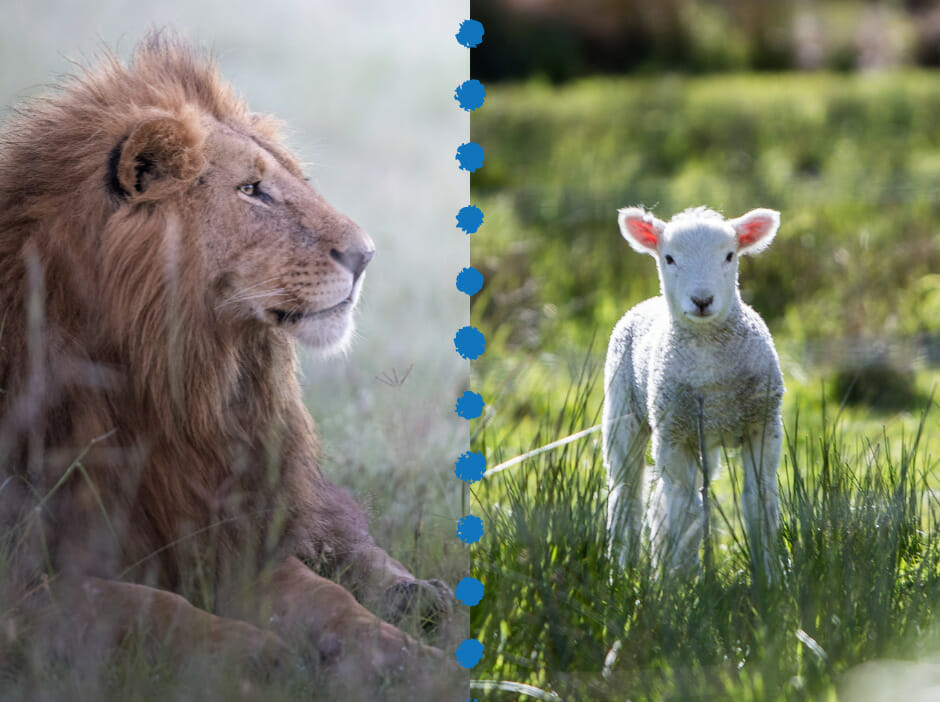 LambyLion March came in like a lion and went out like a lamb